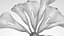 Calla-Blumen