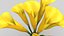 Calla-Blumen