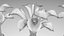 Calla-Blumen