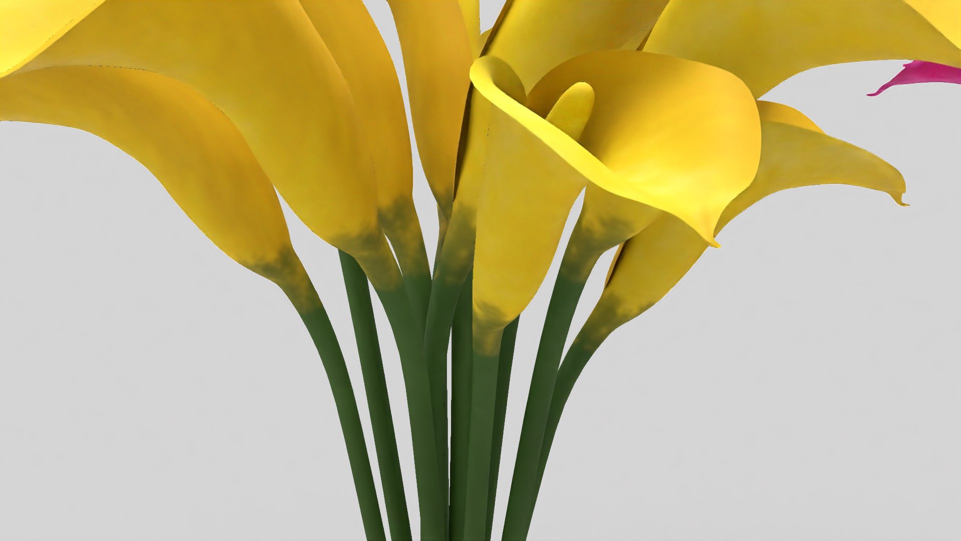 flowers calla model https://p.turbosquid.com/ts-thumb/Lb/QNfqVZ/UFoZmDn0/4/jpg/1599689873/1920x1080/fit_q87/f7d9676ec756030aa2a840073c4c67c28c4bfd39/4.jpg