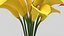Calla-Blumen
