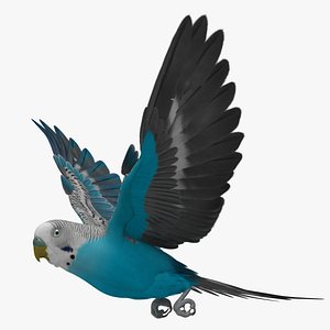 Melopsittacus Undulatus 'Budgerigar Blue'