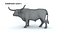 Longhorn Bull