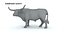 Longhorn Bull