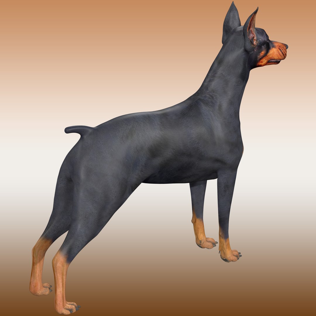 3D Doberman Dog Rig - TurboSquid 1980957