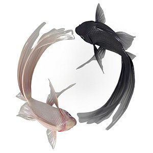yin yang fish model