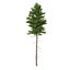 Picea Abies Set 2 - 2 in 1