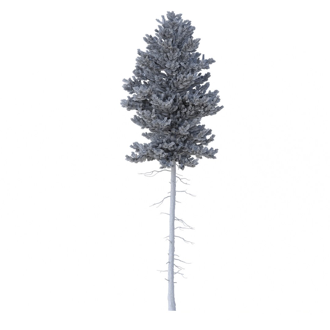3D model Picea Abies Set 2 - 2 in 1 https://p.turbosquid.com/ts-thumb/Lb/u9AfdZ/6A/rend3.31/jpg/1630855839/1920x1080/fit_q87/166958055e7857179cd5196910f1acf57c48a484/rend3.31.jpg