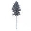 Picea Abies Set 2 - 2 in 1