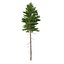Picea Abies Set 2 - 2 in 1