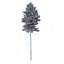 Picea Abies Set 2 - 2 in 1