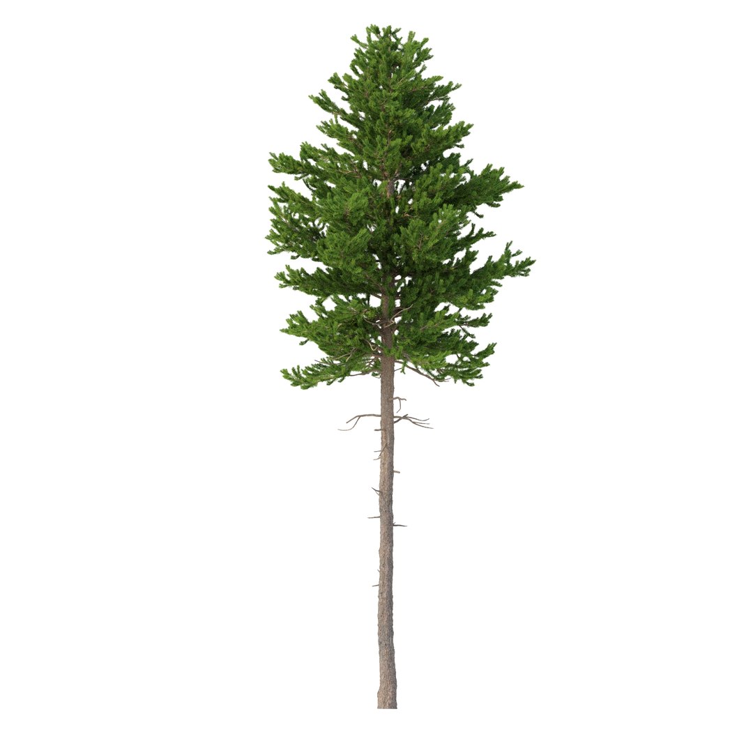 3D model Picea Abies Set 2 - 2 in 1 https://p.turbosquid.com/ts-thumb/Lb/u9AfdZ/DJ/rend2.32/jpg/1630855871/1920x1080/fit_q87/8790f4c1c34fbb0857f02646325ffdc58cd32d75/rend2.32.jpg
