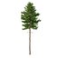 Picea Abies Set 2 - 2 in 1