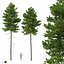 Picea Abies Set 2 - 2 in 1