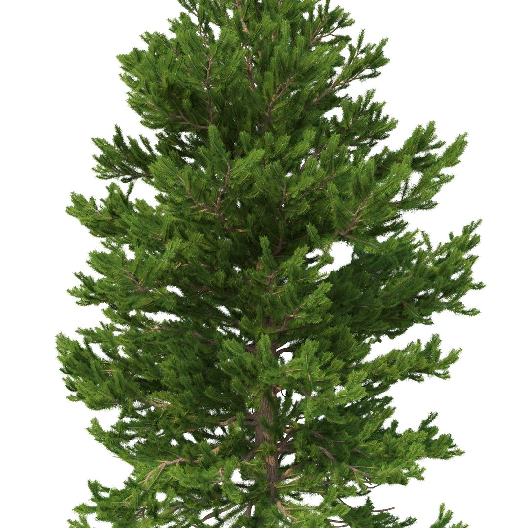 3D model Picea Abies Set 2 - 2 in 1 https://p.turbosquid.com/ts-thumb/Lb/u9AfdZ/O4/rend1.12/jpg/1630855863/1920x1080/fit_q87/a9282fe99afa5884eb482f0d105ff92a9e48c115/rend1.12.jpg