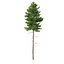 Picea Abies Set 2 - 2 in 1