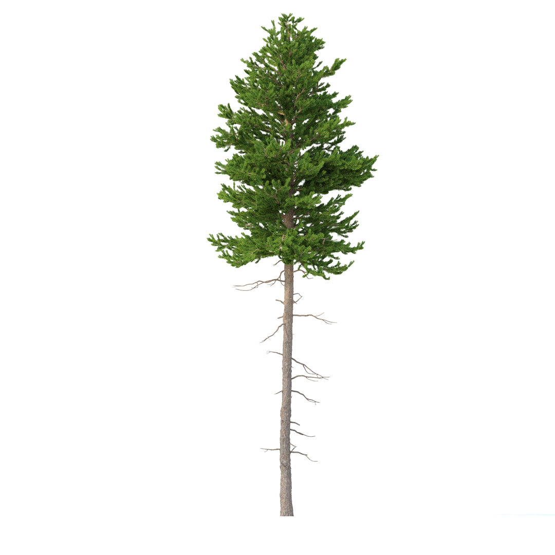 3D model Picea Abies Set 2 - 2 in 1 https://p.turbosquid.com/ts-thumb/Lb/u9AfdZ/Sb/a/jpg/1630856029/1920x1080/turn_fit_q99/21695fdd6207aa211471206280355003b041a0fd/a-1.jpg