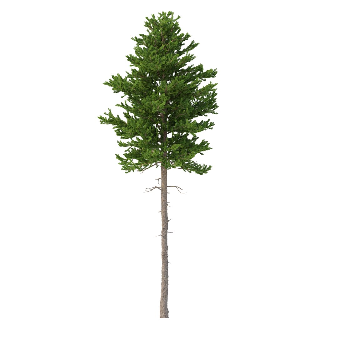 3D model Picea Abies Set 2 - 2 in 1 https://p.turbosquid.com/ts-thumb/Lb/u9AfdZ/YT/rend2.12/jpg/1630855872/1920x1080/fit_q87/205a8557be3d7faeeacb4e291c38f050a681c580/rend2.12.jpg