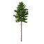 Picea Abies Set 2 - 2 in 1