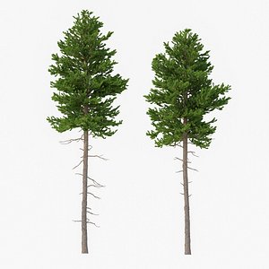 3D model Picea Abies Set 2 - 2 in 1