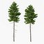 Picea Abies Set 2 - 2 in 1