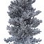 Picea Abies Set 2 - 2 in 1