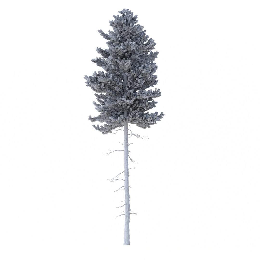 3D model Picea Abies Set 2 - 2 in 1 https://p.turbosquid.com/ts-thumb/Lb/u9AfdZ/gj/rend3.21/jpg/1630855838/1920x1080/fit_q87/6d5fb9f61b35872fc2e746c27055a5c8d22214d8/rend3.21.jpg