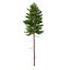 Picea Abies Set 2 - 2 in 1