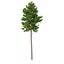 Picea Abies Set 2 - 2 in 1