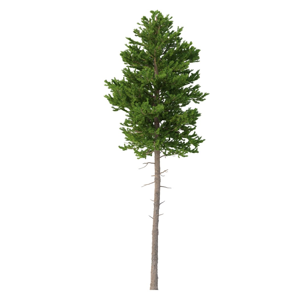 3D model Picea Abies Set 2 - 2 in 1 https://p.turbosquid.com/ts-thumb/Lb/u9AfdZ/oj/rend2.22/jpg/1630855864/1920x1080/fit_q87/6583bb5897a58ab0f3783b0c0f74a7a3056436af/rend2.22.jpg