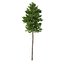 Picea Abies Set 2 - 2 in 1