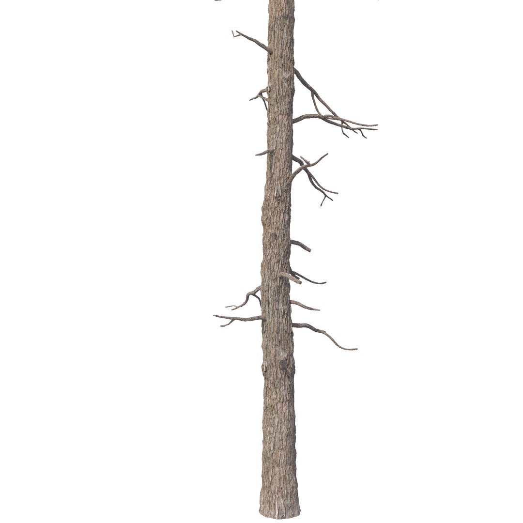 3D model Picea Abies Set 2 - 2 in 1 https://p.turbosquid.com/ts-thumb/Lb/u9AfdZ/pb/rend1.21/jpg/1630855856/1920x1080/fit_q87/0d646d2f04bb5e583f68145d13881c21114c799c/rend1.21.jpg