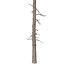 Picea Abies Set 2 - 2 in 1