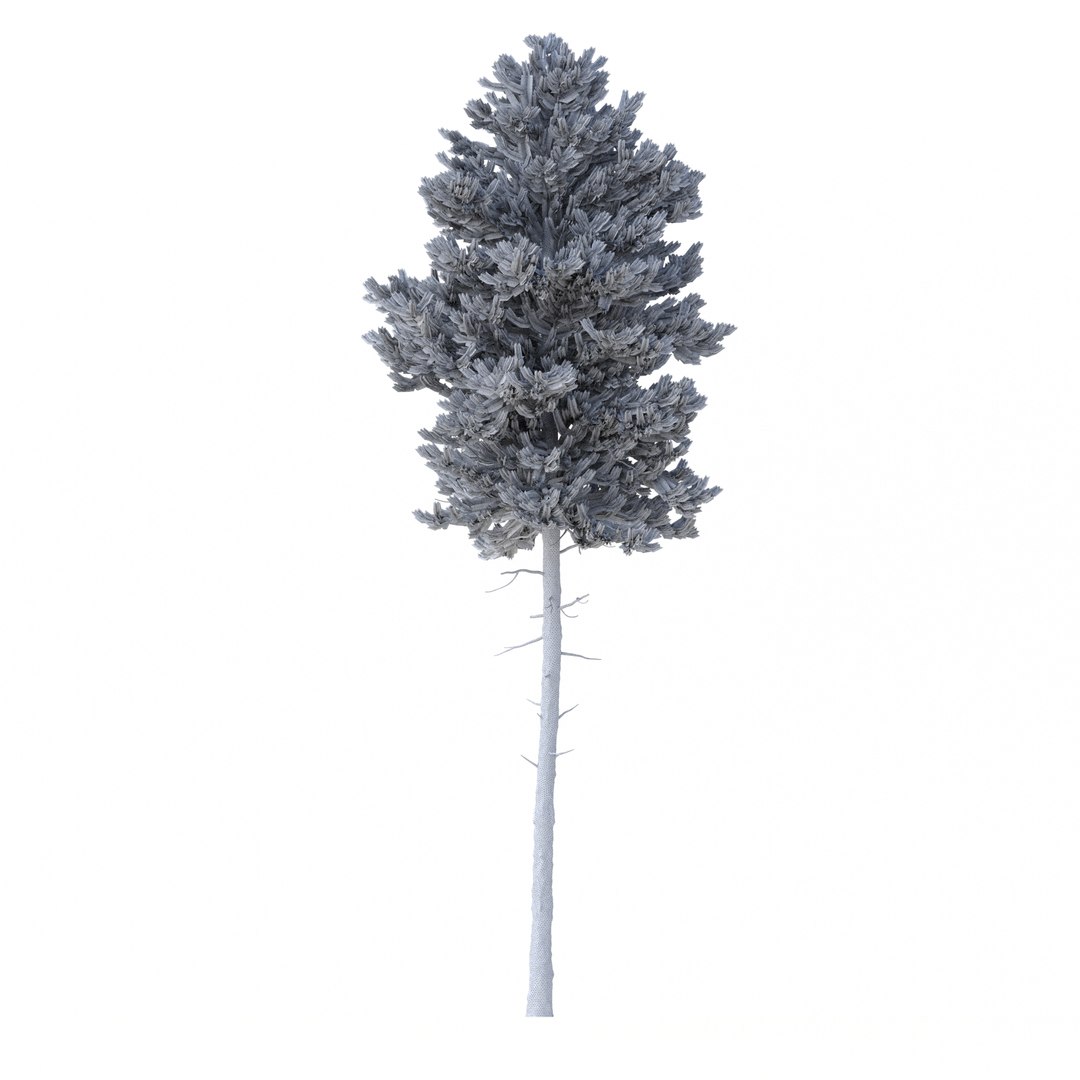 3D model Picea Abies Set 2 - 2 in 1 https://p.turbosquid.com/ts-thumb/Lb/u9AfdZ/vW/rend3.22/jpg/1630855846/1920x1080/fit_q87/c19755b0f6b55b81636754b0538f4503d92c34da/rend3.22.jpg