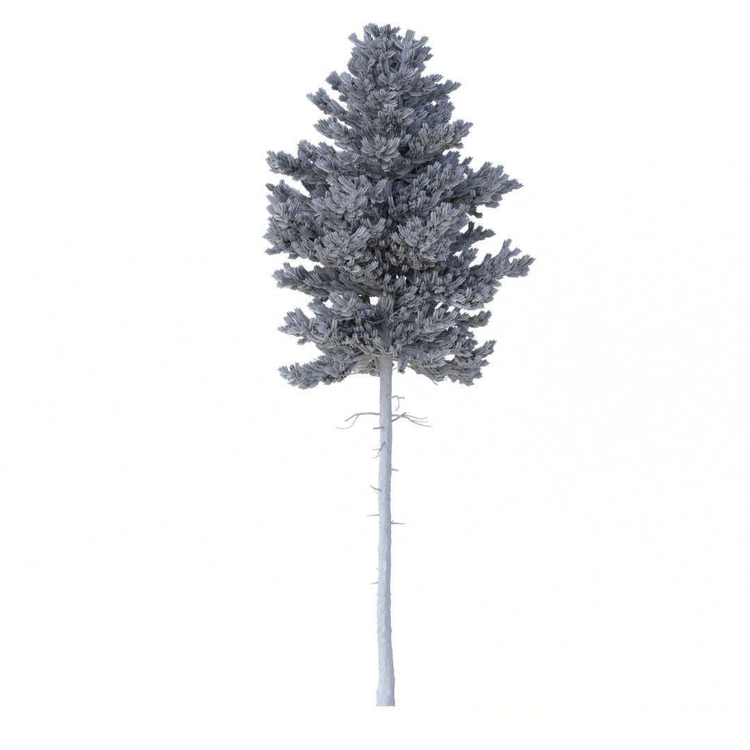 3D model Picea Abies Set 2 - 2 in 1 https://p.turbosquid.com/ts-thumb/Lb/u9AfdZ/x5/rend3.32/jpg/1630855849/1920x1080/fit_q87/3bb09bc2729b8547ac6d074b03d5e212ef37baa7/rend3.32.jpg