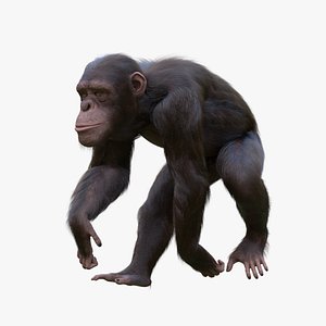 Chimpanzee