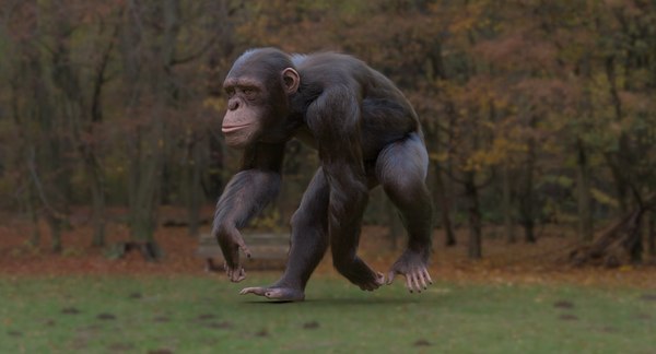 tomochin チンパンジー3点 tomochin チンパンジー3点 Chacha remains in Japanese apes