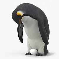 Emperor Penguin Nesting on Egg Fur