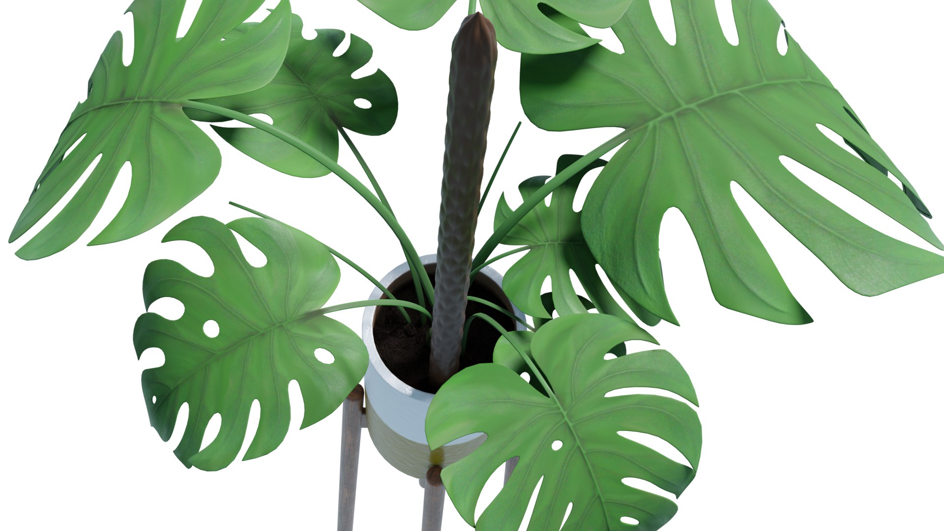 Flower in pot 01 3D model https://p.turbosquid.com/ts-thumb/Lc/5SK98H/AR/monstera_rend_003/png/1648070808/1920x1080/fit_q87/d023a0427107b6d7e7adac4128910563718bf559/monstera_rend_003.jpg