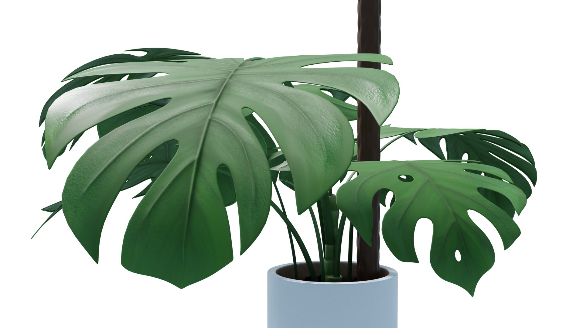 Flower in pot 01 3D model https://p.turbosquid.com/ts-thumb/Lc/5SK98H/Cj/monstera_rend_002/png/1648070805/1920x1080/fit_q87/13b0781eb76d6c39fac5fbaa7b79d9bcb992c8b2/monstera_rend_002.jpg