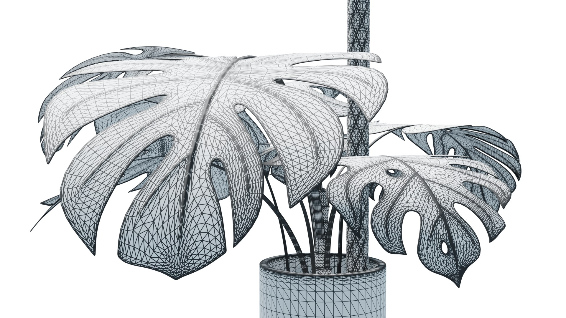 Flower in pot 01 3D model https://p.turbosquid.com/ts-thumb/Lc/5SK98H/zR/monstera_wireframe_rend_002/png/1648070807/1920x1080/fit_q87/c71490ddf5cc521f35b5803e34fb99a63bd5c77b/monstera_wireframe_rend_002.jpg