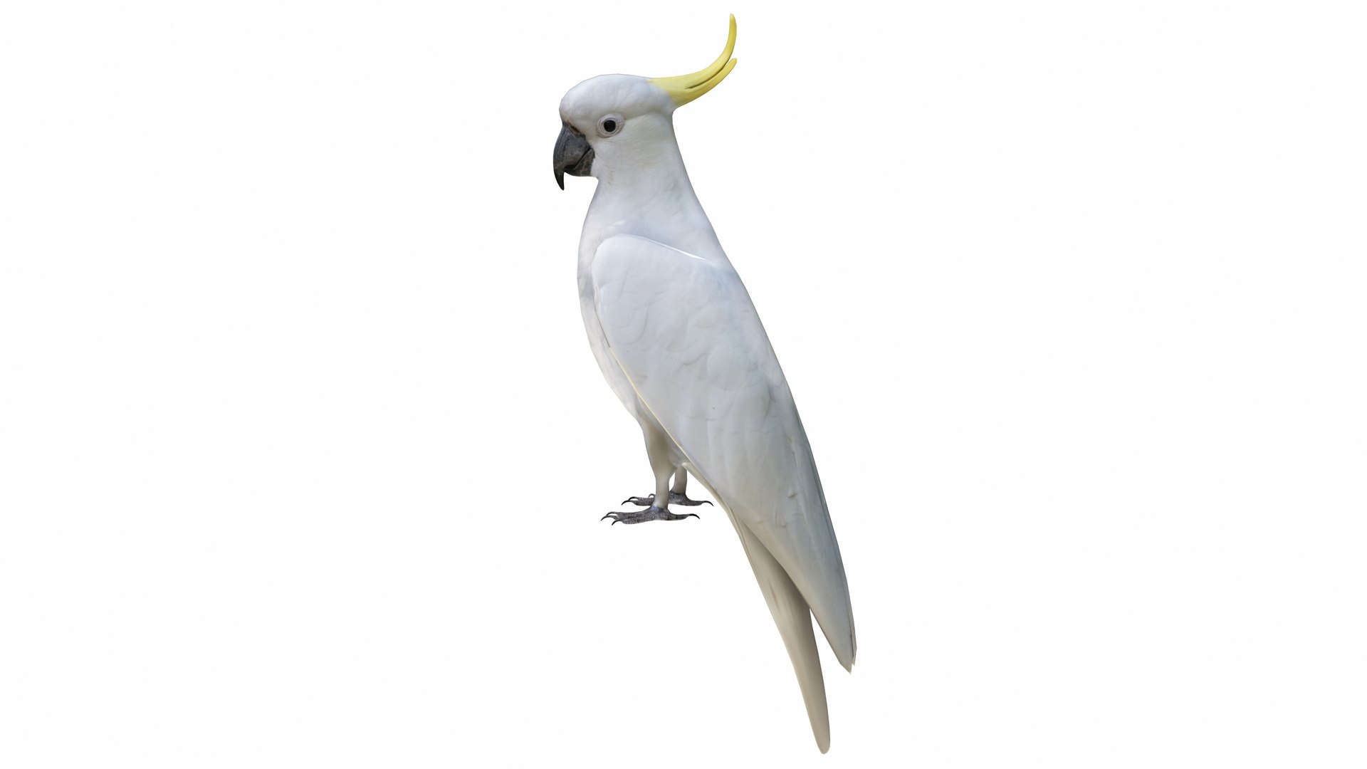 Cockatoo Parrot 3D model https://p.turbosquid.com/ts-thumb/Lc/CBDOy5/0k/cockatoo3/jpg/1736236624/1920x1080/fit_q87/b216272a0fdb549dc8b9f621b05c34753e92cb2e/cockatoo3.jpg