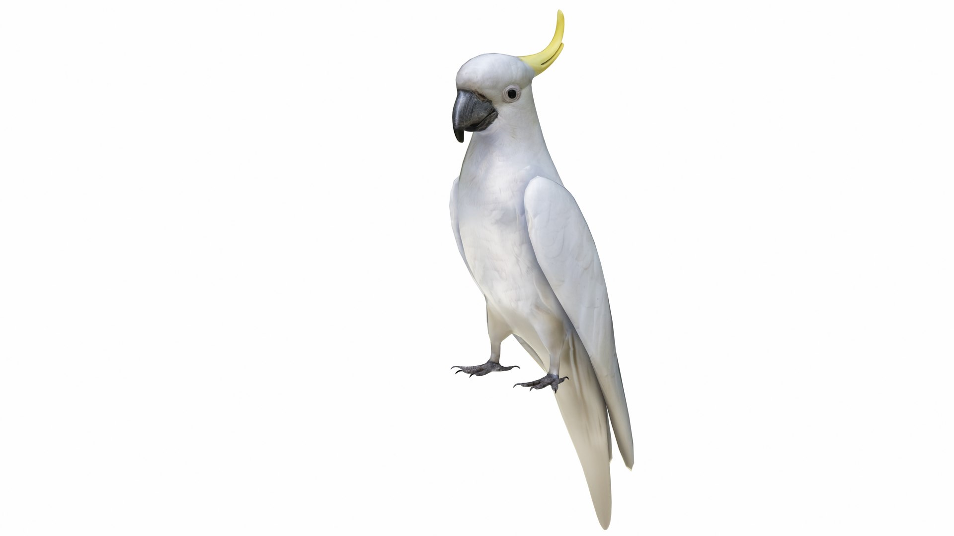 Cockatoo Parrot 3D model https://p.turbosquid.com/ts-thumb/Lc/CBDOy5/V3/cockatoo1/jpg/1736236622/1920x1080/fit_q87/e839a5a7449a0311465a5c5239783f1f710a1dd6/cockatoo1.jpg