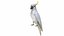 Cockatoo Parrot