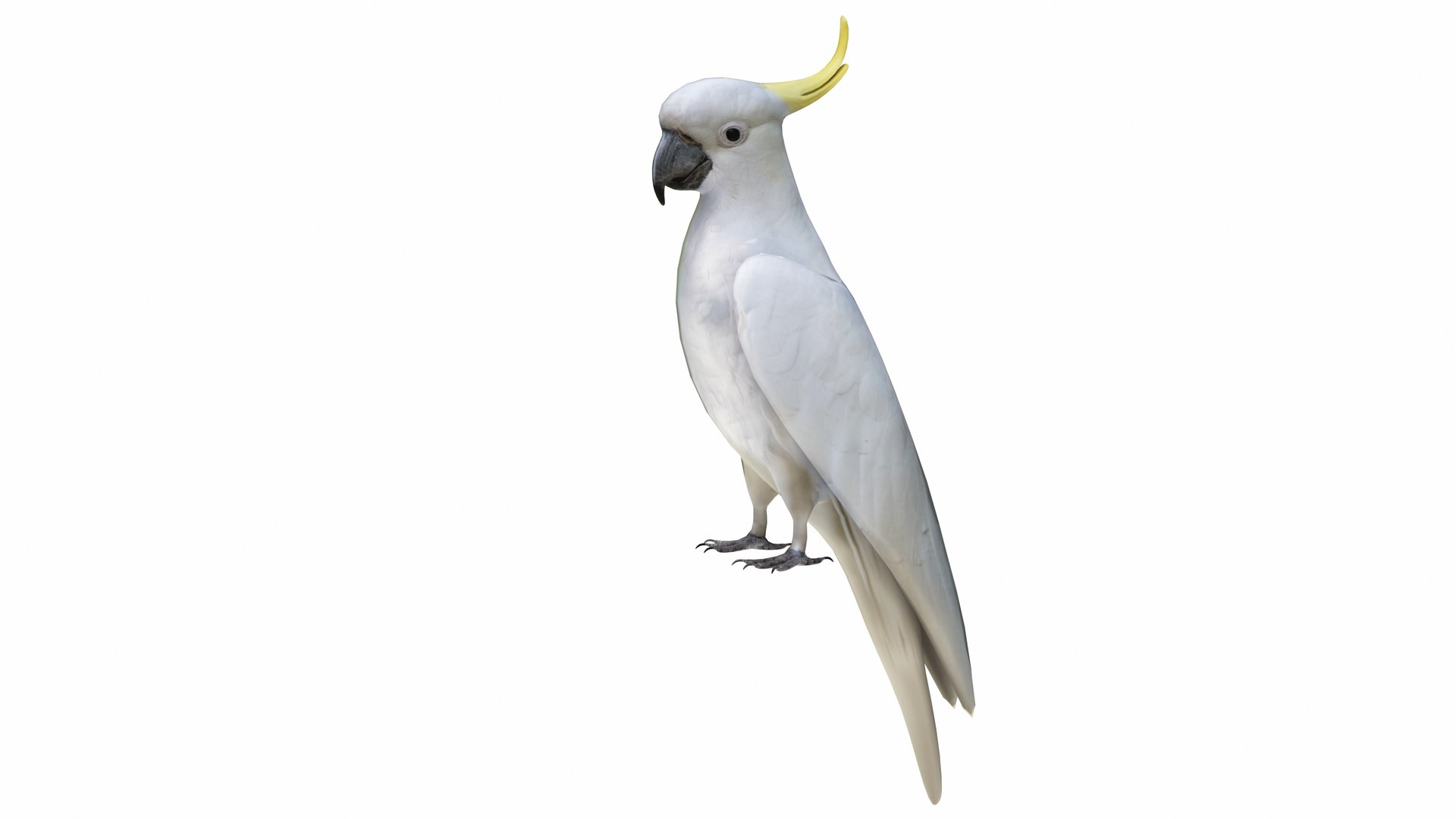 Cockatoo Parrot 3D model https://p.turbosquid.com/ts-thumb/Lc/CBDOy5/na/cockatoo2/jpg/1736236623/1920x1080/fit_q87/673b1d29c6776345e5dacfeaffdba11ee54ae271/cockatoo2.jpg