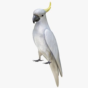 Cockatoo Parrot 3D model
