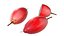 Miracle Fruit