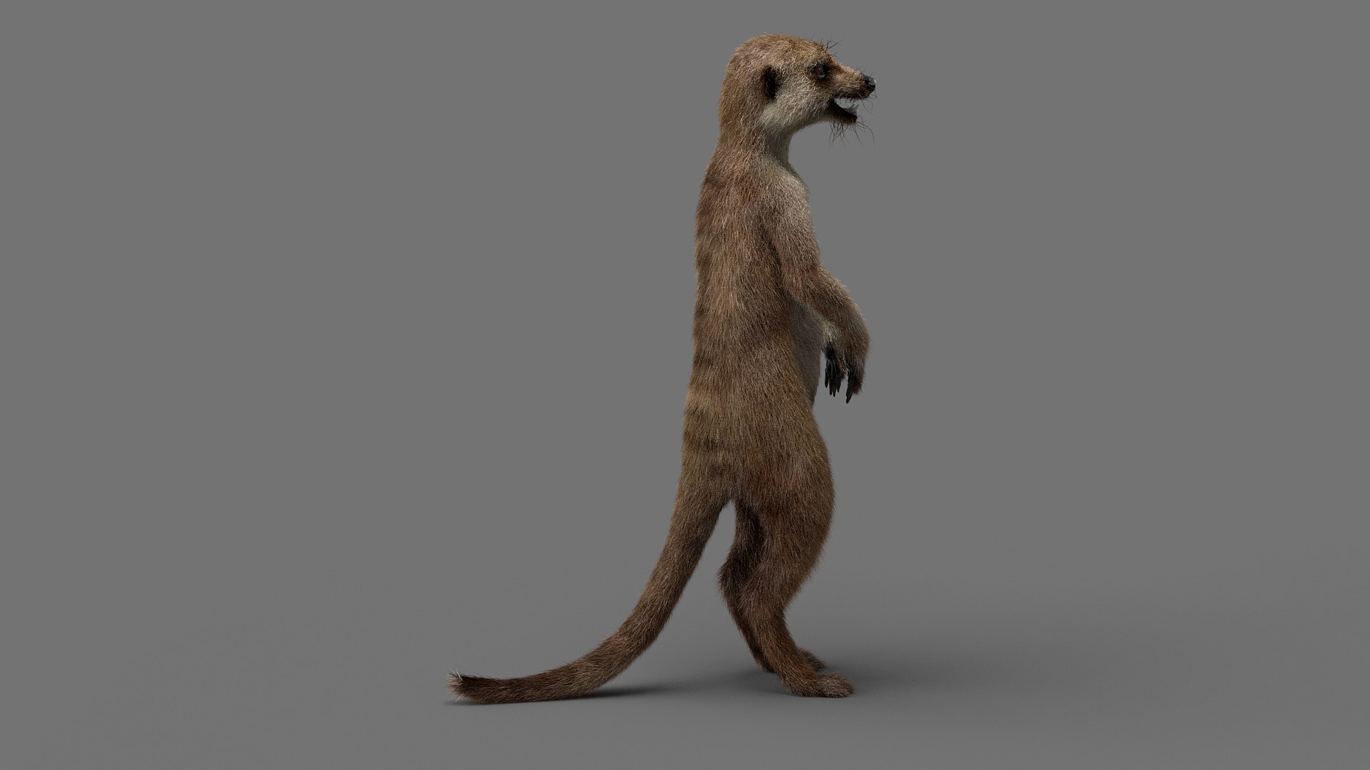 3D Meerkat Realistic - TurboSquid 1540248