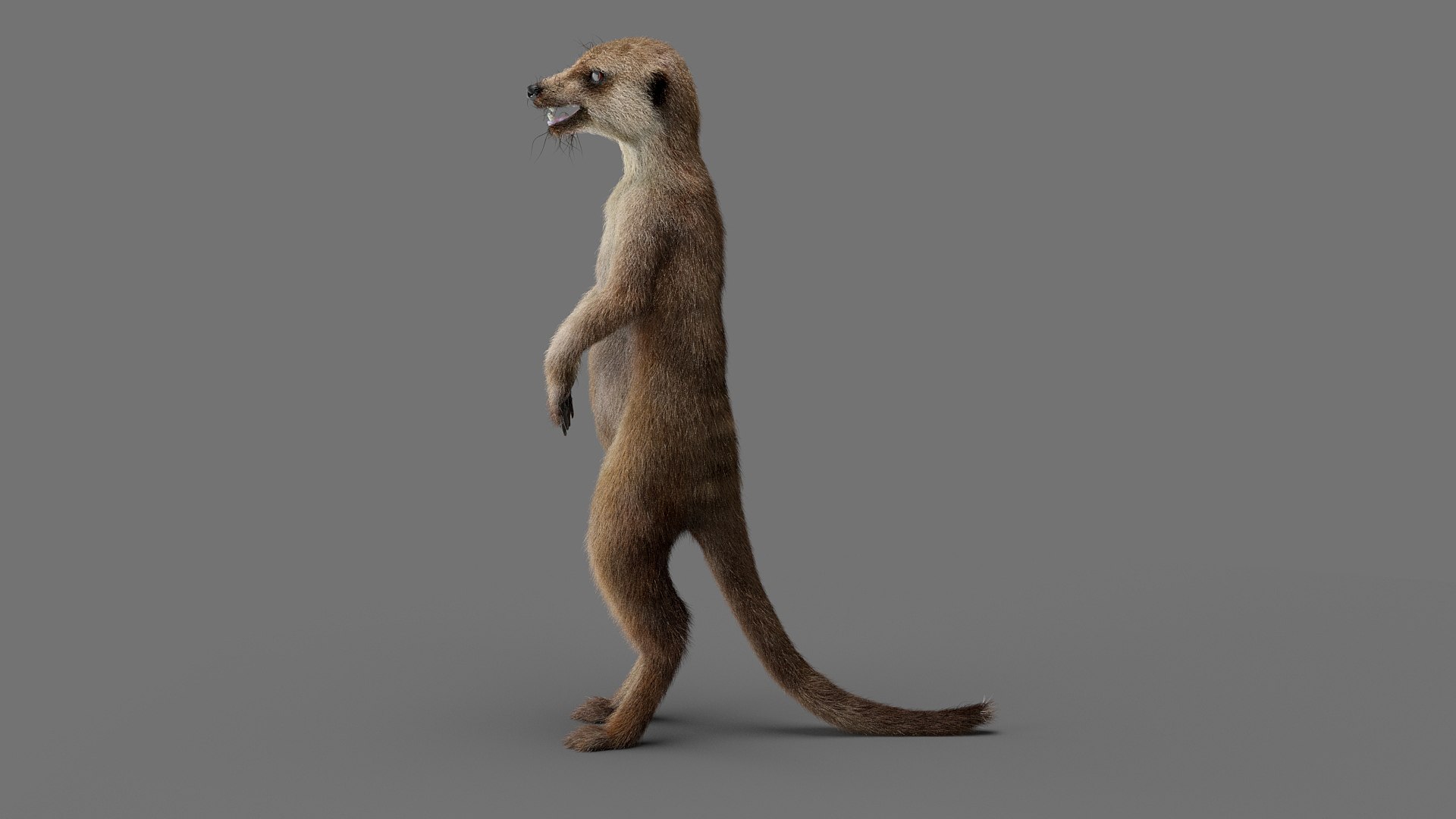 3D Meerkat Realistic - TurboSquid 1540248