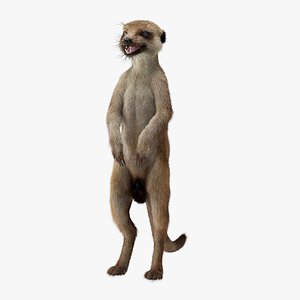 Meerkat